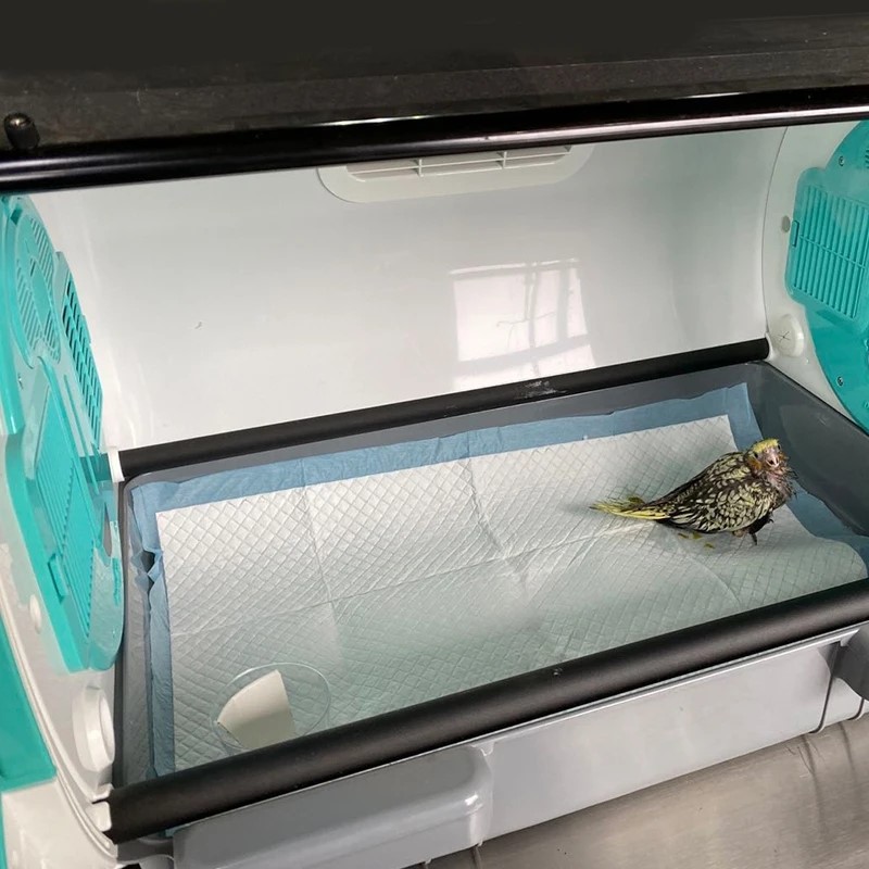 newborn puppy incubator newborn puppy incubator