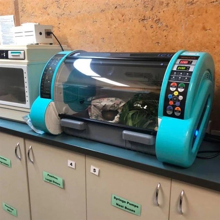 Portable Incubator For Puppies Portable Incubator For Puppies